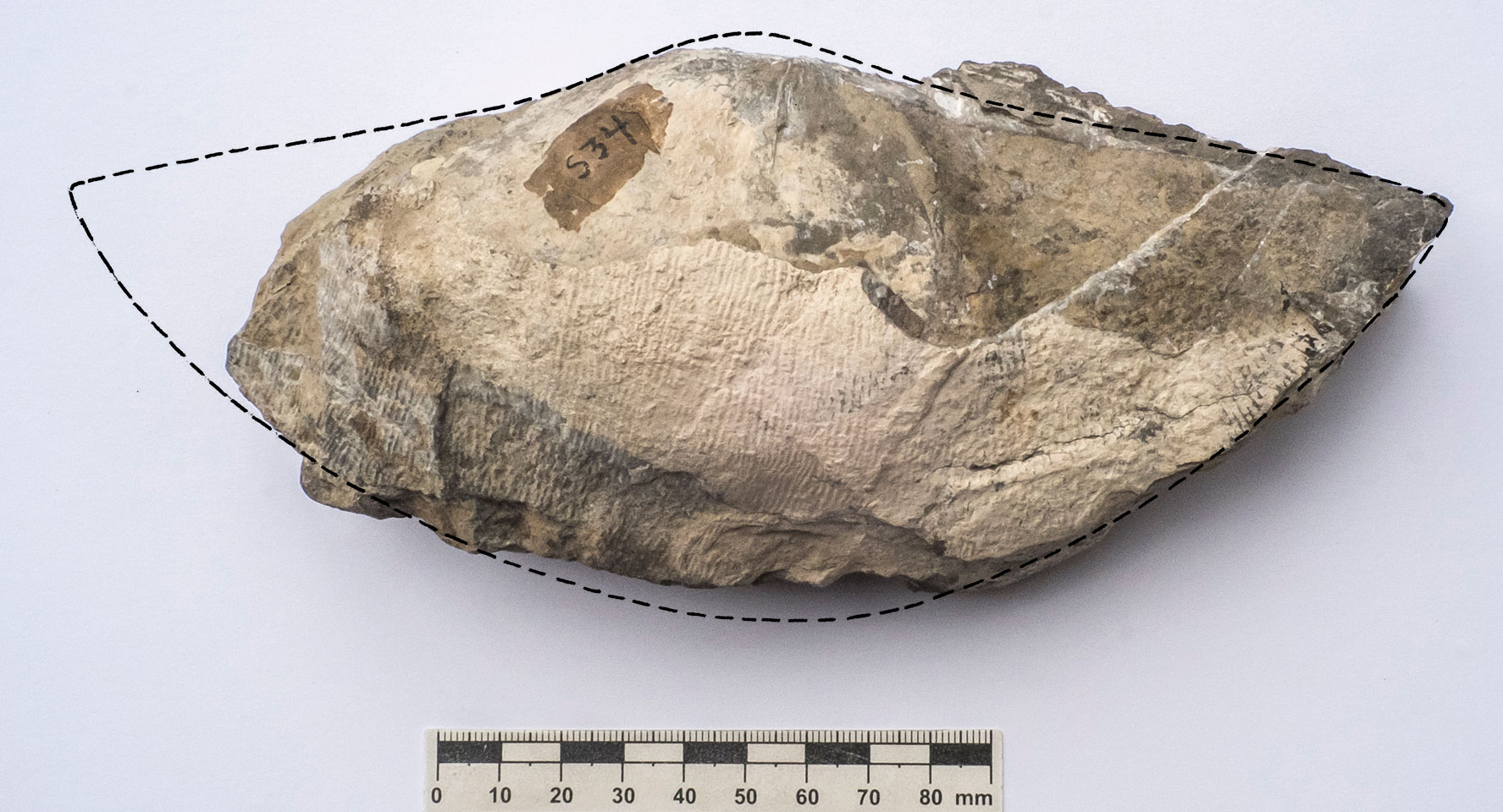 Titanaria Brachiopod