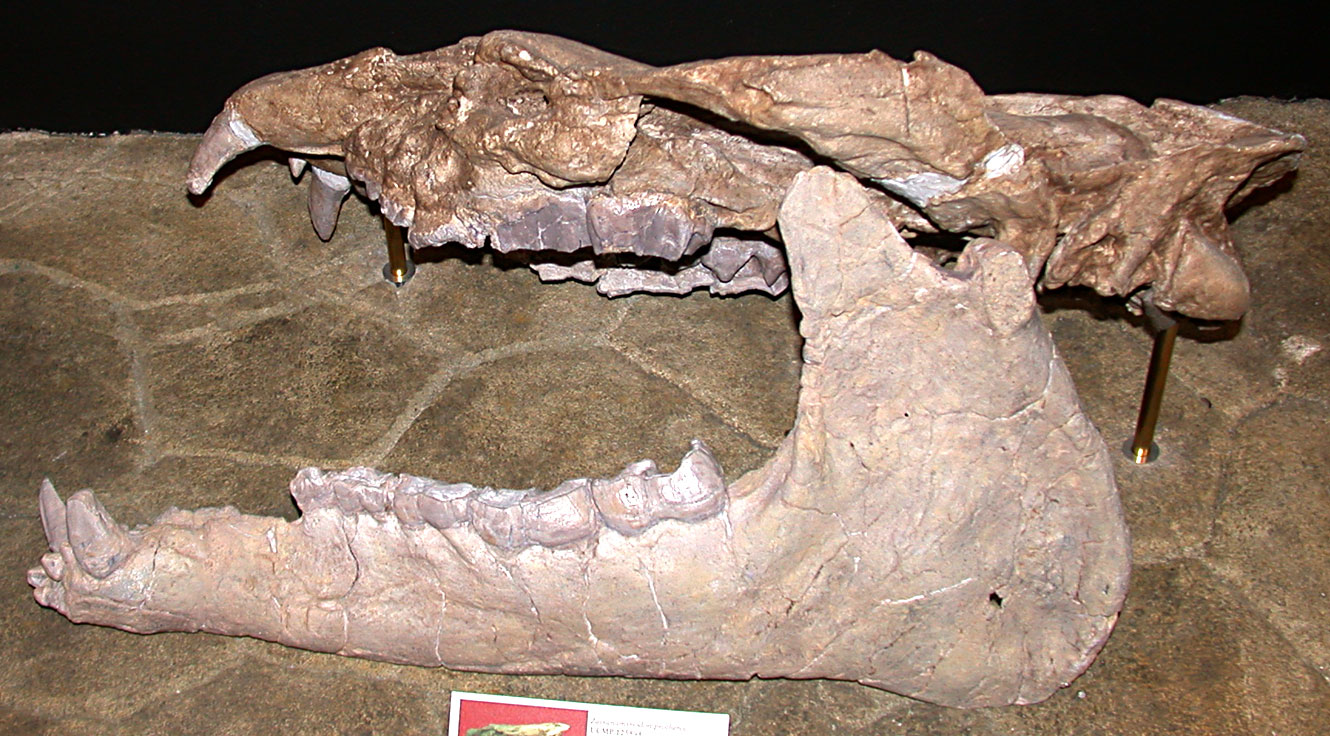 Eocene Rhino‑relative