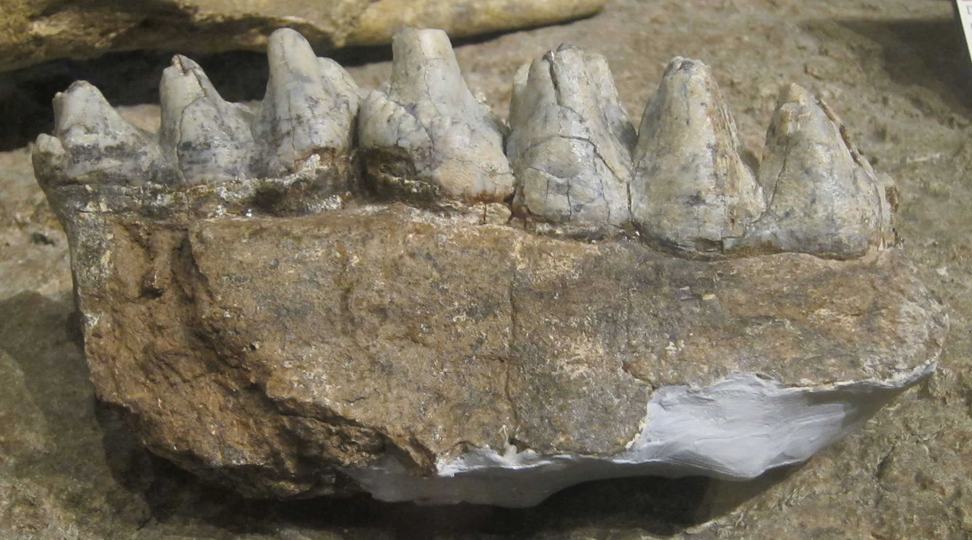 Miocene Horse Teeth