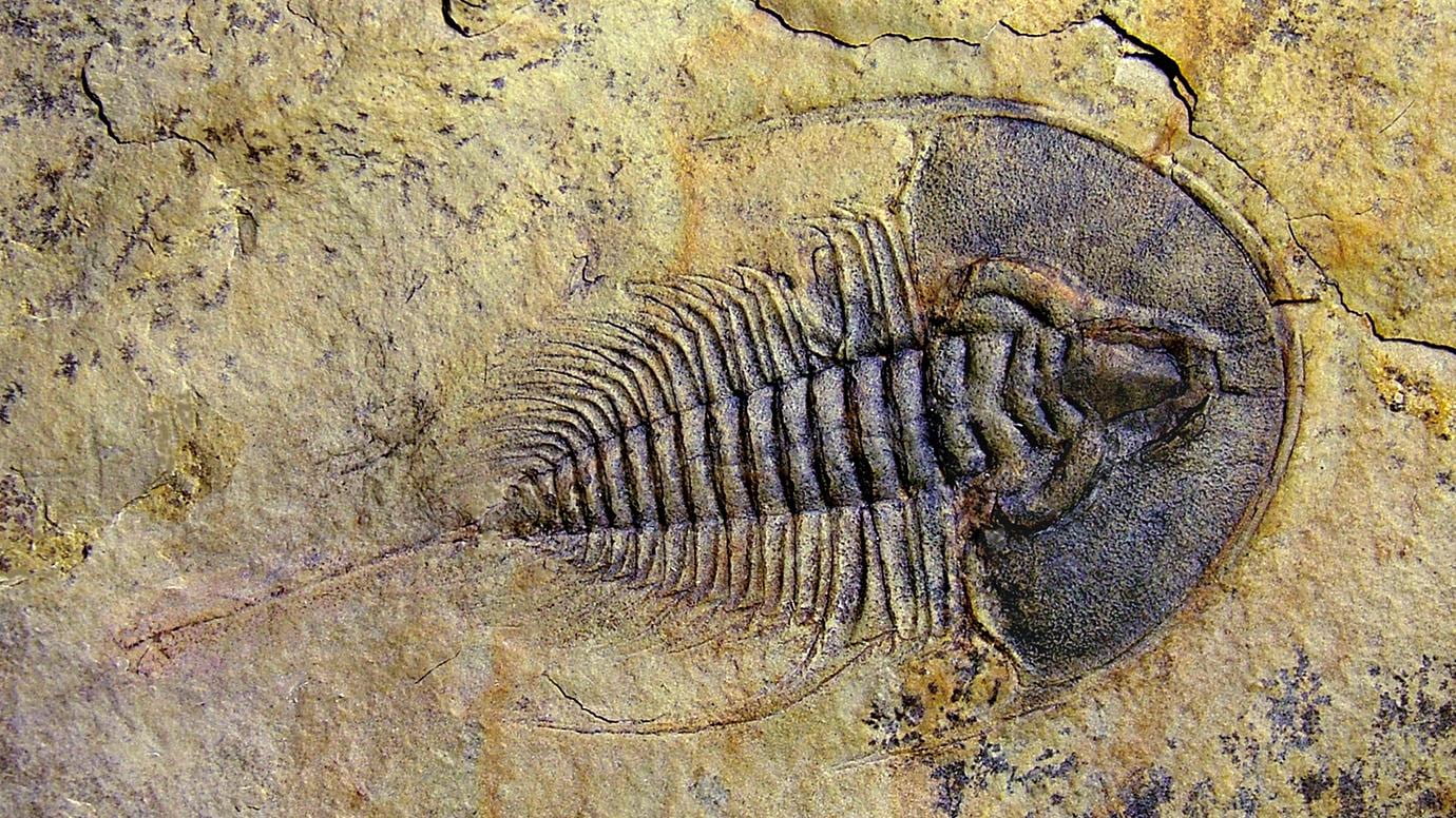 Trilobite Fossil
